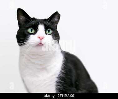 Un gatto nero e bianco Tuxedo con la punta dell'orecchio sinistro, che indica che è stato sguazzato o sguastato e vaccinato Foto Stock