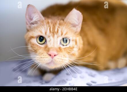 Un gatto tabby shorthair arancione con la punta dell'orecchio sinistro, che indica che è stato sbucciato o sbucciato Foto Stock