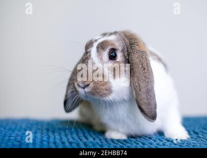 Un coniglio marrone e bianco di Lop allevato animale domestico seduto sopra una coperta blu Foto Stock