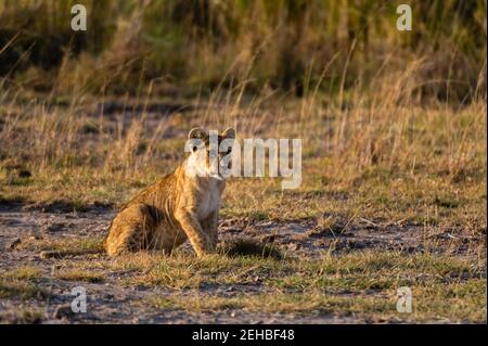Lion (Panthera leo), Amboseli National Park in Kenya. Foto Stock