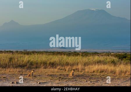 Lion (Panthera leo), Amboseli National Park in Kenya. Foto Stock