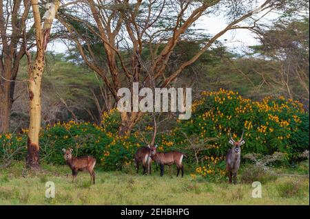 Waterbuck (Kobus ellipsiprymnus), il lago Naivasha, Kenya. Foto Stock