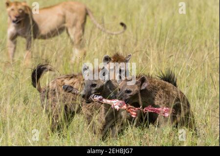 I Lions , Panthera leo e spotted hyaenas, Crocuta crocuta, il Masai Mara, Kenya. Foto Stock