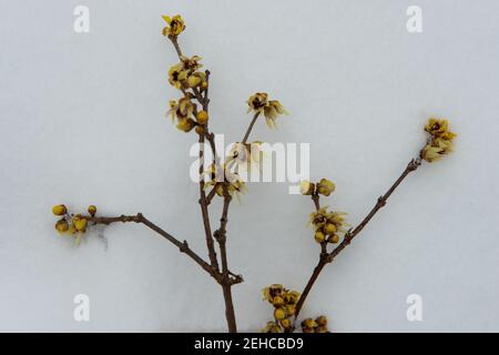 Wintersweet . Chinesische Winterblüte . Chimonanthus praecox Foto Stock