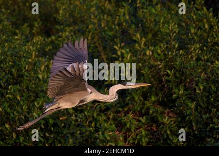 Cocoi Heron (Ardea cocoi) in volo con fogliame verde dietro, volando a destra Foto Stock