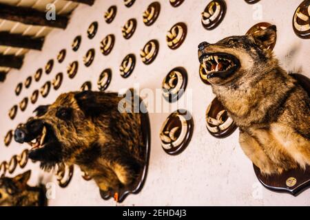 Da sotto di teste ripiene di animali selvatici uccisi con denti affilati appesi al muro in un rifugio di caccia Foto Stock