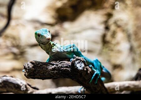 Piccola lucertola verde e blu seduta su un ramo di legno Foto Stock