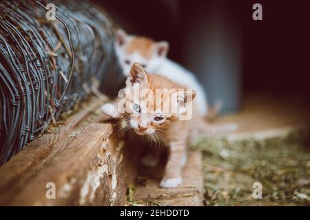 Adorabili gattini senza casa con pelliccia marrone e bianca su legno piattaforma vicino al prato guardando la fotocamera Foto Stock