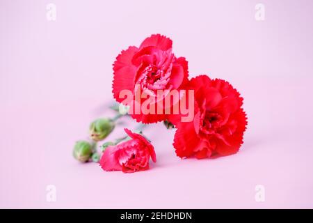 Fiori di garofano rossi su sfondo rosa pastello Foto Stock