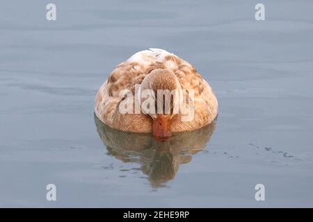 Leucisitic Mallard femmina e le sue figlie di colore più chiaro Foto Stock