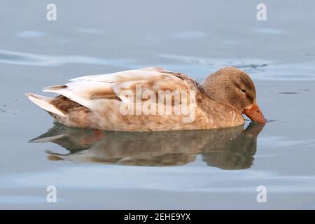 Leucisitic Mallard femmina e le sue figlie di colore più chiaro Foto Stock