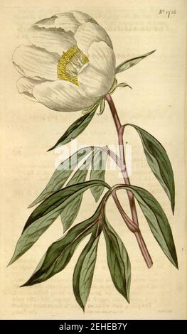 Paeonia lactiflora (P. albiflora) Bot. MAG, 42. 1756. 1815. Foto Stock