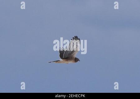 Caccia al falco Harrier in territorio gufo Foto Stock