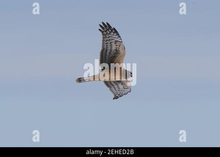 Caccia al falco Harrier in territorio gufo Foto Stock