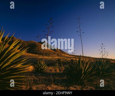 Dragoon Mountains Coronado NF AZ / MARZO stand di Agave Popolate le praterie vicino alla storica stazione delle carrozze Butterfield e. Primavera di Dragoon Foto Stock