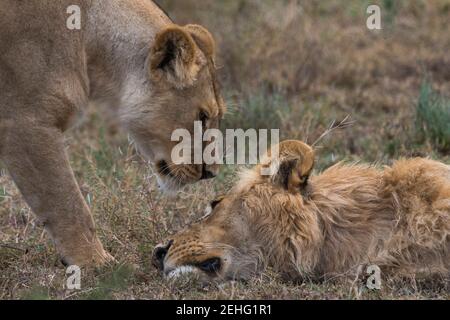 Lion (Panthera leo), Ndutu, Ngorongoro Conservation Area, Serengeti, Tanzania. Foto Stock