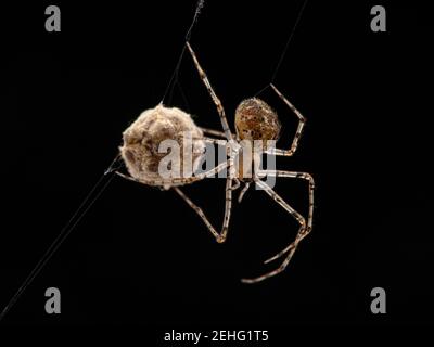 Piccolo, colorato, ragno groviglio femminile, specie Theridiidae, appeso da una rete con il suo sacco d'uovo, in Ladner, Delta, British Columbia, Canada. Inoltre Foto Stock