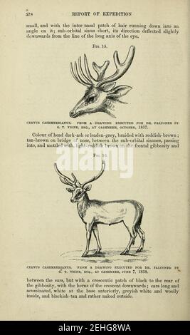 Memorie paleontologiche e note di H. Falconer, con un disegno biografico dell'autore Foto Stock
