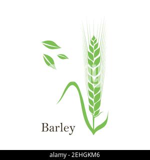 Spighe di grano, orzo o vettore di segale visual icone grafiche, ideale per il confezionamento di pane, etichette di birra etc Illustrazione Vettoriale