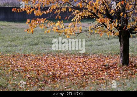 Vista panoramica delle foglie d'autunno che cadono sul terreno i. Foto Stock