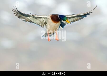 Drake mallard atterra nell'Idaho sud-ovest degli Stati Uniti Foto Stock