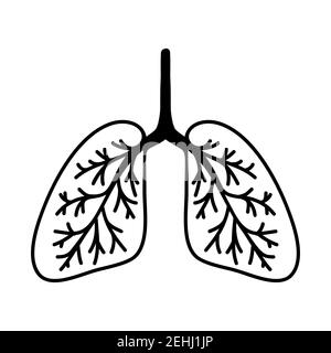 Semplice illustrazione dei polmoni disegnati a mano. Isolato su sfondo bianco. Illustrazione Vettoriale