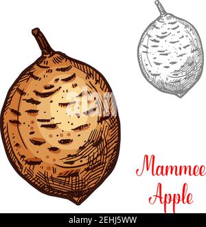Mammee mela esotica frutta vettore disegno. La mela di Mammee anche conosciuta come albicocca americana isolata su sfondo bianco. Segno colorato di disegno di mammee appl Illustrazione Vettoriale