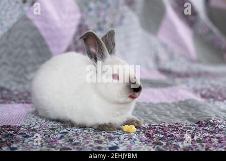 Ritratto di un coniglio bianco con occhi rossi su a. coperta rosa e viola con fiori Foto Stock