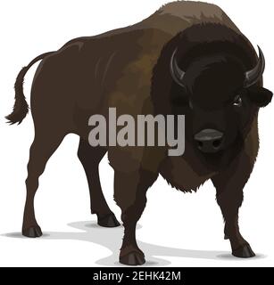 Bisonte carattere selvatico animale cartone animato. toro marrone isolato di buoi o mammiferi bufali in posa aggressiva. Simbolo dello zoo, emblema del club sportivo di caccia o fauna selvatica Illustrazione Vettoriale