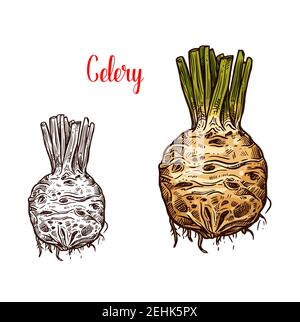 Sedano radice rotonda, cibo fresco e sano, bozzetti monocromatici e a colori. Vegetale organico sano pieno di vitamine. Picante gustoso naturale commestibile CE Illustrazione Vettoriale