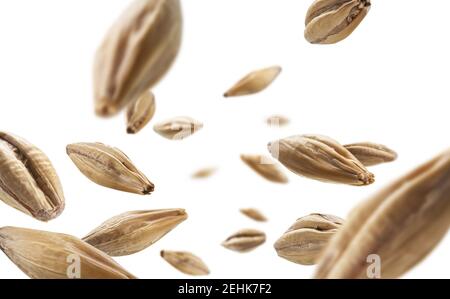 Cereali di malto d'orzo levitate su sfondo bianco Foto Stock