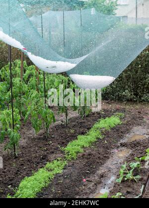 Orto dopo grandine - la rete di grandine ha catturato le pietre di ghiaccio e protetto le colture Foto Stock