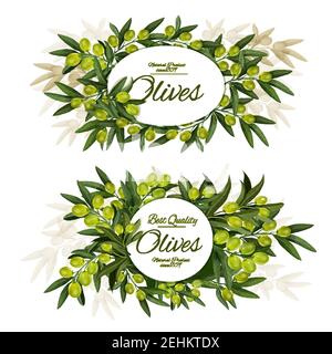 Cartelloni per olive vettoriali, circondati da rami di olive verdi, frutta e foglie. Uliveto organico extra vergine con struttura rotonda ed ovale, medi Illustrazione Vettoriale