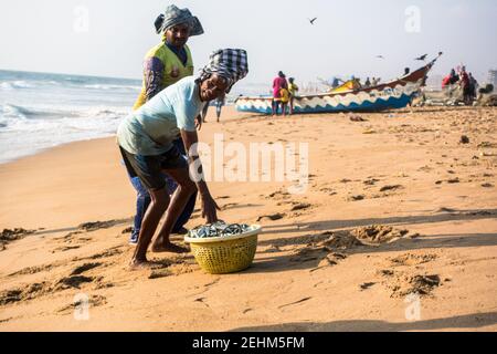 Pescatore che scarica il cestino di pesce dalla barca e che trasporta alla terra in Chennai, Tamil Nadu, India Foto Stock