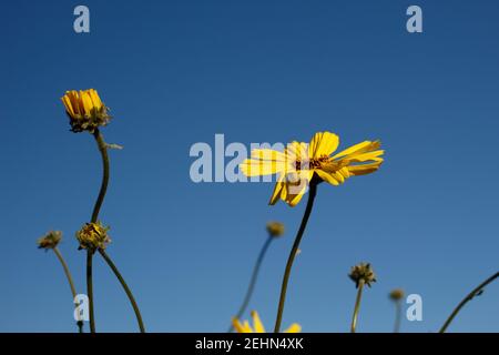 Fiore di testa gialla di Costa Brittlebush, Encelia californica, Asteraceae, arbusto nativo, Ballona Frassino d'acqua dolce, Costa meridionale della California, inverno. Foto Stock