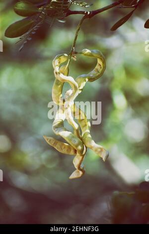 Colpo verticale di baccelli di seme di acacia su un ramo di albero Foto Stock