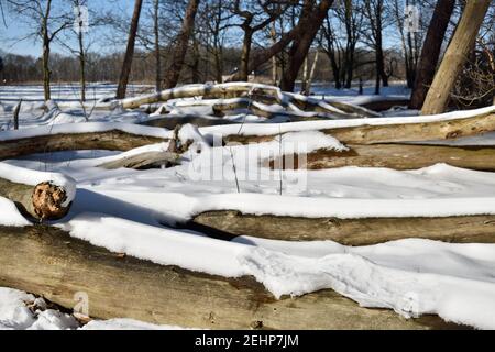 Primo piano di alberi di foresta caduti sotto una copertura di Neve nei Paesi Bassi Foto Stock