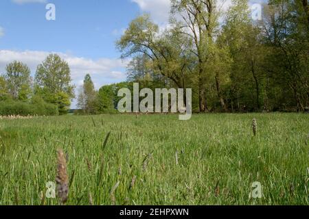 Prato in una radura in un bosco vicino al Hücker Moor in Spenge. È primavera. Foto Stock