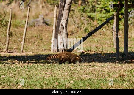 Coati, Nasus Nasus, foraggiando sul terreno nel Pantanal meridionale, una zona paludosa del Brasile. Un Coati assomiglia a un piccolo orso o quasi a un racoon Foto Stock