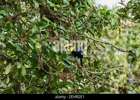 Bella castagna mandibled toucan o Swainsons toucan, Ramphastos ambiguus swainsonii, una sottospecie del giallo toucan orlato, in alto in una lussureggiante ca Foto Stock