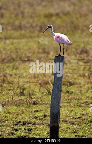 Uccelli esotici del Pantanal. La spatola per rosato, Platalea ajaja, è un gregoso uccello della famiglia ibis e della spatola, Threskiornithidae. Foto Stock