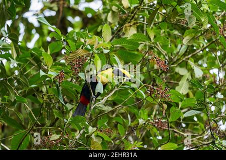 Bella castagna mandibled toucan o Swainsons toucan, Ramphastos ambiguus swainsonii, una sottospecie del giallo toucan orlato, in alto in una lussureggiante ca Foto Stock