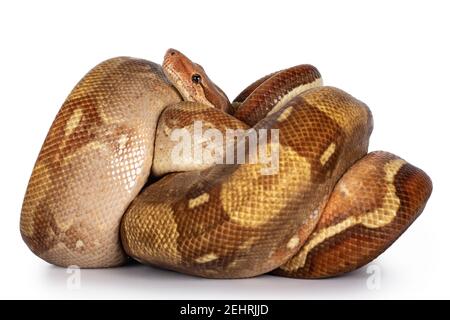 Adulto T+ albino Boa Constrictor aka Boa Imperator serpente, tutti arricciati. Testa coperta dal corpo. Isolato su sfondo bianco. Foto Stock