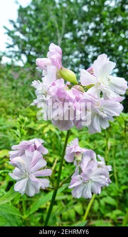 Londinese PROD (bouncing Bet soapwort, Saponaria officinalis), radice di sapone rosso. - detergente vecchio stile, ma come si è rivelato oggi, tossico. In piccole dos Foto Stock