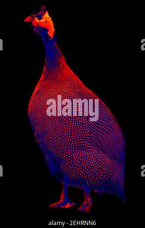 Faraona nel cortile del pollame, scansione della temperatura corporea dell'animale con una termocamera Foto Stock