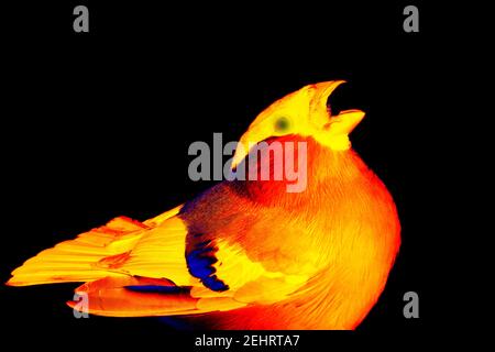 Bullfinch (Snowbird, Pyrrhula pirrhula, maschio) in alta tecnologia scientifica termocamera su sfondo nero isolato Foto Stock