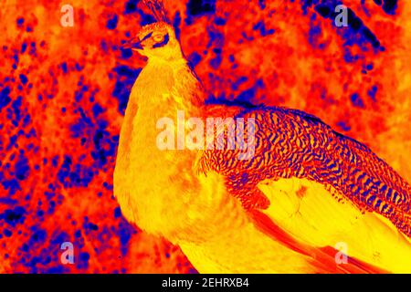 peacock nel cortile del pollame, la scansione della temperatura corporea dell'animale con una termocamera Foto Stock