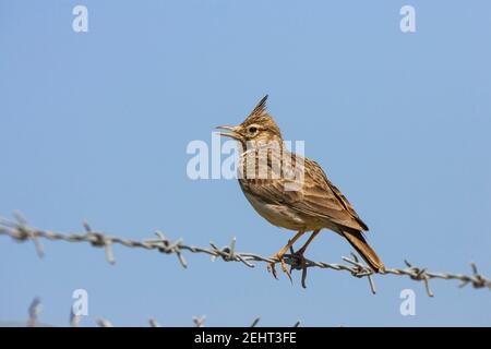 Lark crestato Galerida cristata, adulto che canta da recinto di filo spinato, Kalloni Salt Pans, Lesvos, Grecia, aprile Foto Stock