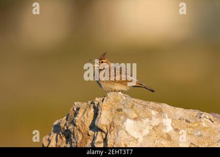 Lark crestato Galerida cristata, canto adulto da persico roccioso, Kalloni Salt Pans, Lesvos, Grecia, aprile Foto Stock