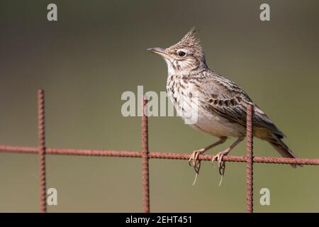 Lark crestato Galerida cristata, firma adulto da recinto, Kalloni Salt Pans, Lesvos, Grecia, aprile Foto Stock